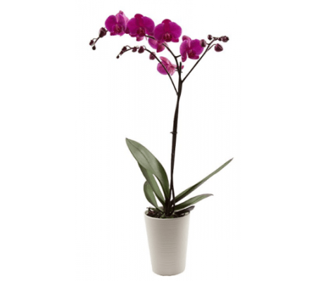 Beautiful Orchid