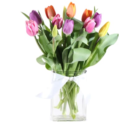 Sweetest Tulips