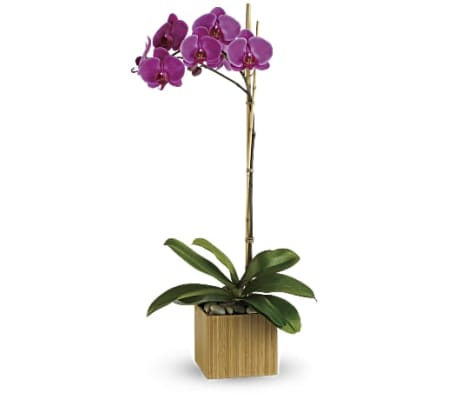 The Imperial Purple Orchid