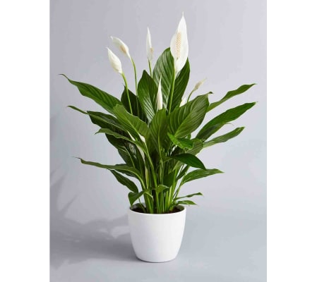 Peace Lily in a Ceramic
