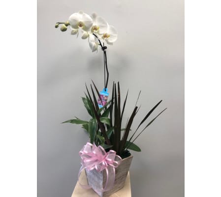 Phalaenopsis Orchid Garden