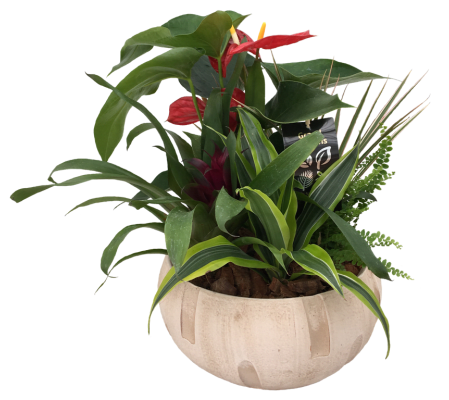 Blooming Anthurium Garden