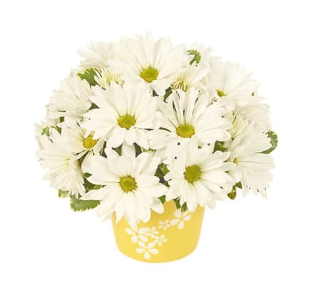 Daisy Celebration