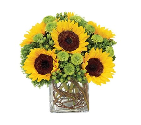 Sunflower Surprise Me