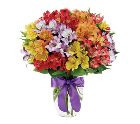 Peruvian Lily Rainbow