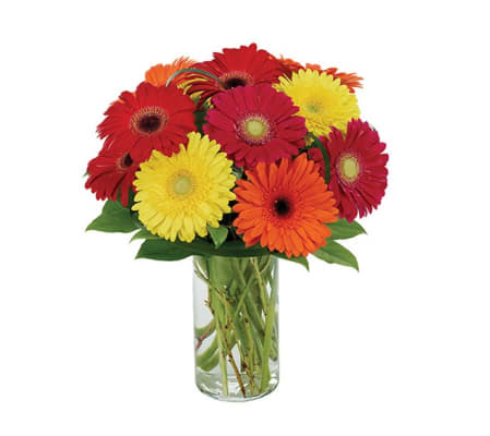 Gerberas Galore Bouquet