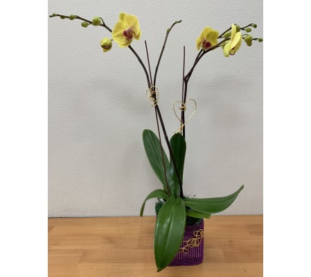 Double Spikes Vibrant Yellow Phalaenopsis Plant