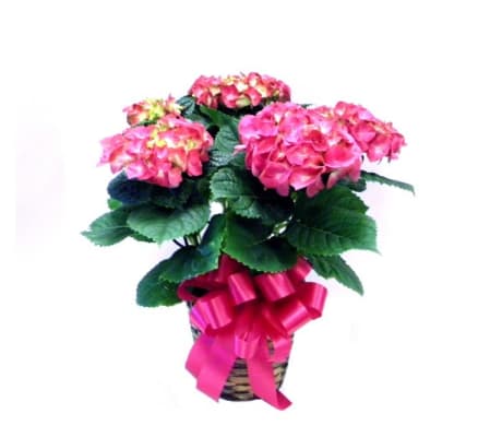 HYDRANGEA PINK BLUE WHITE