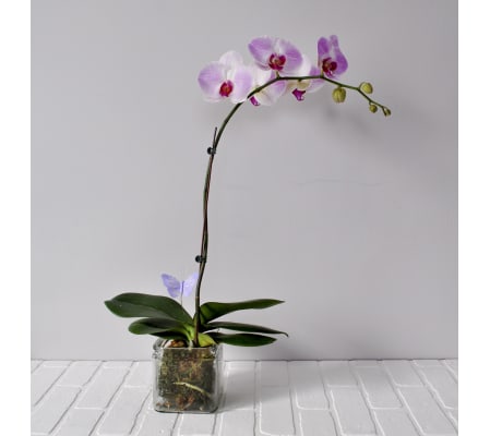 Orchid Plant in Glass Cube