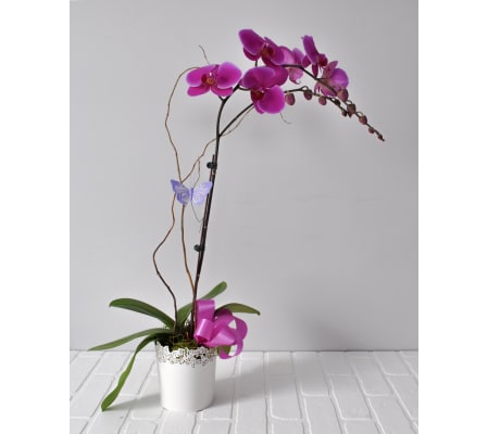 Potted Orchid Plant