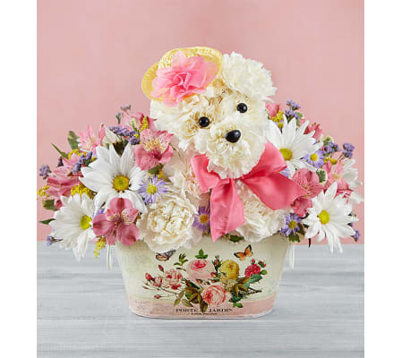 SWEET PUP