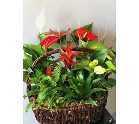 Anthurium basket Plant