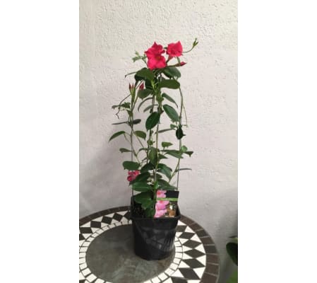 Mandevilla Vine