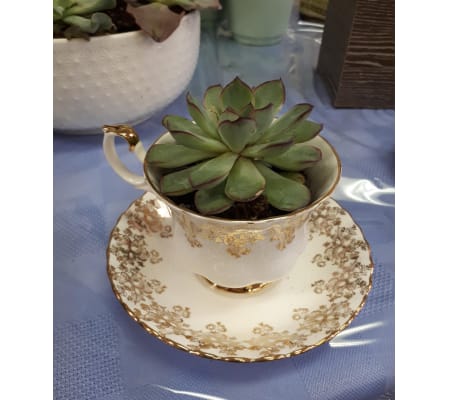 Tea Cup Succulent