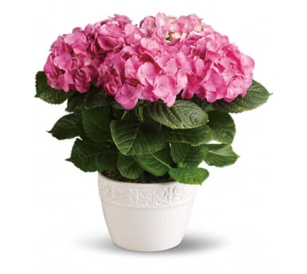 Pink Hydrangia Plant