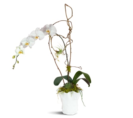 Royal White Orchids