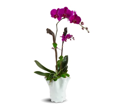 Royal Purple Orchids