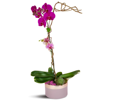 Purple Crush Orchids