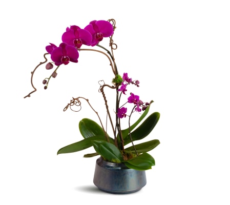 ModernTouch Orchids