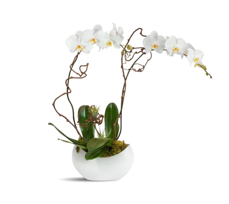 Alabaster Orchids 2020