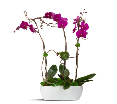 Purple Blooming Trio