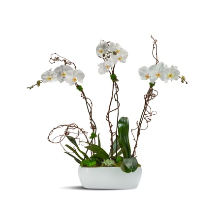 Blooming Trio 2020