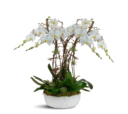 6 Phalaenopsis Orchids