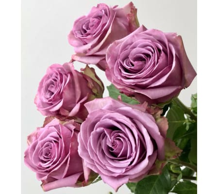 1 Dozen Deluxe Lavender Roses