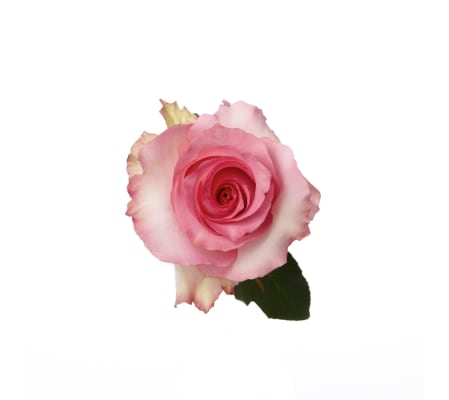 Three Dozen Premium Pink Roses