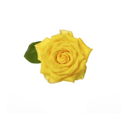 Three Dozen Premium Yellow Roses
