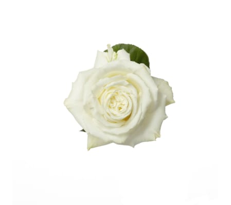 100 Premium Long White Roses