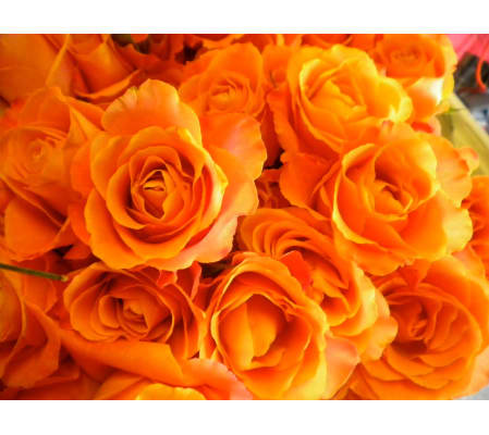100 Premium Long Orange Roses
