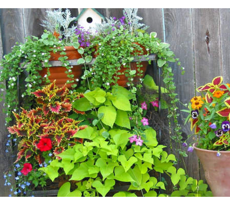 Blooming outdoor pots