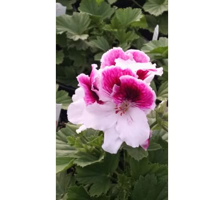 Martha Washington Geraniums