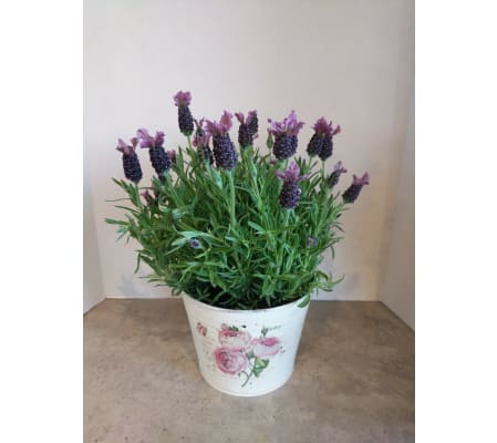 Butterfly Lavender