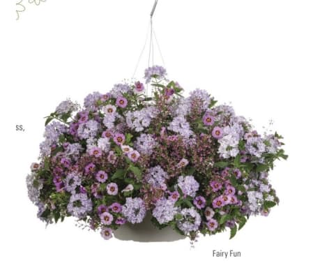 Classic Hanging Basket (Proven Winner)