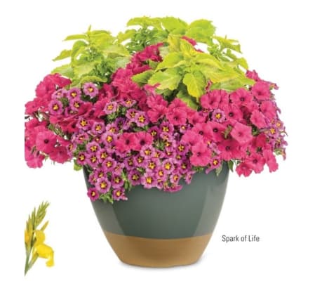 Porch Pot /Custom Design (PW)