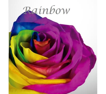 Specialty Roses - One Dozen Rainbow Roses Arrangement