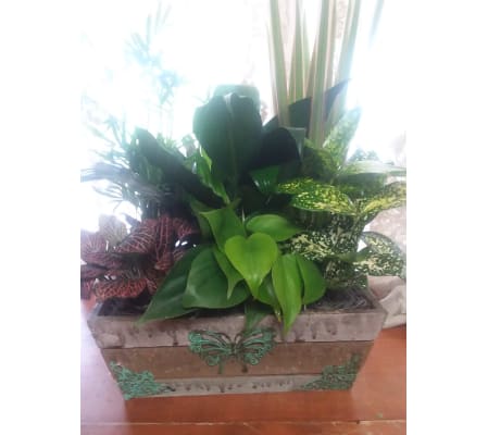 Butterfly Dish Garden Box