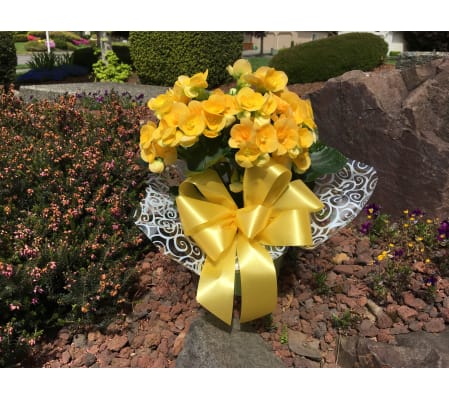 Bright begonia plant in bright colored ceramic pot