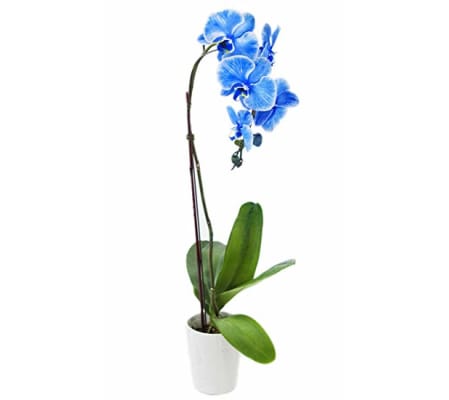 ELEGANT BLUE ORCHID