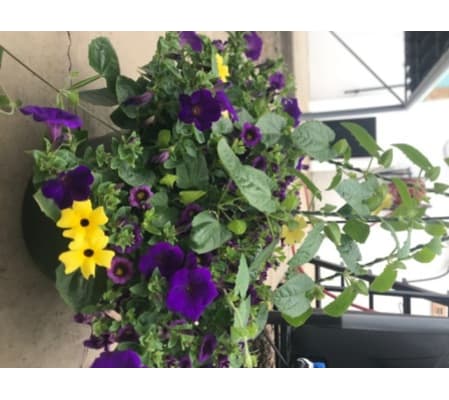 Blooming Baskets -- assorted