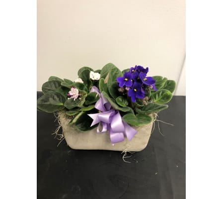 African Violet Planter