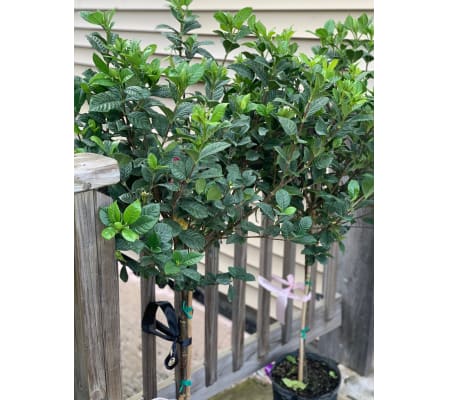 4FT GARDENIA SCENTING