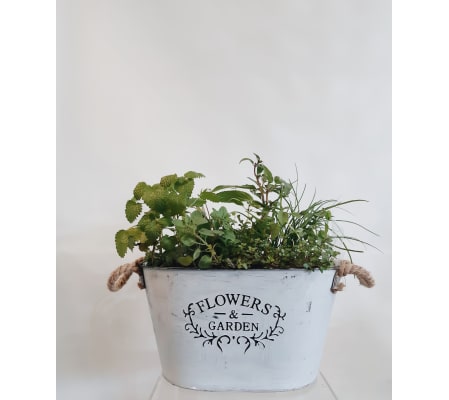 Gourmet Herb Garden