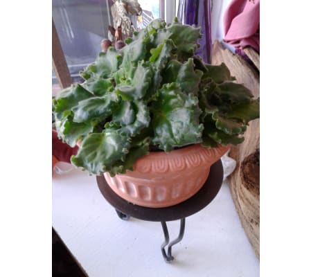 African Violet Plant