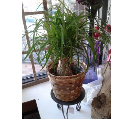 Ponytail Palm Plant