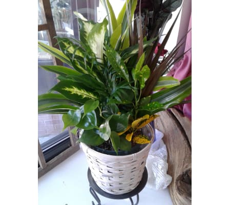 Combo Green Plant