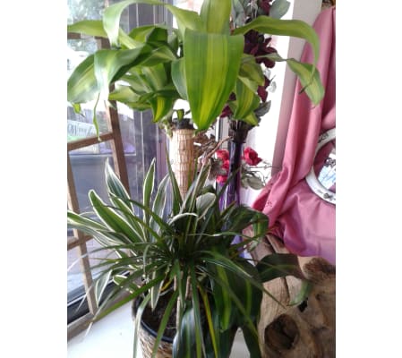 Combo 8 Inch Plant