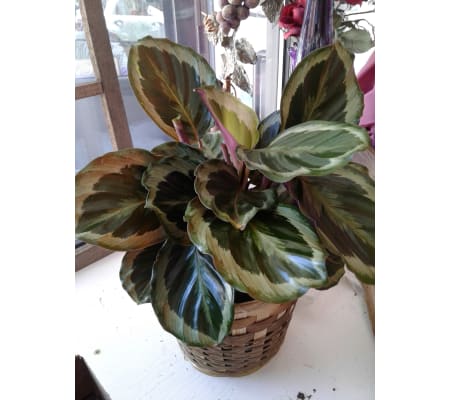 Calathea Plant